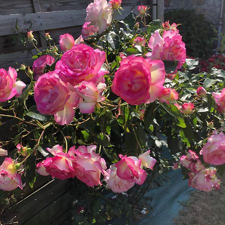 Les Hortensias Acomodação com café da manhã Grand-Fougeray Exterior foto