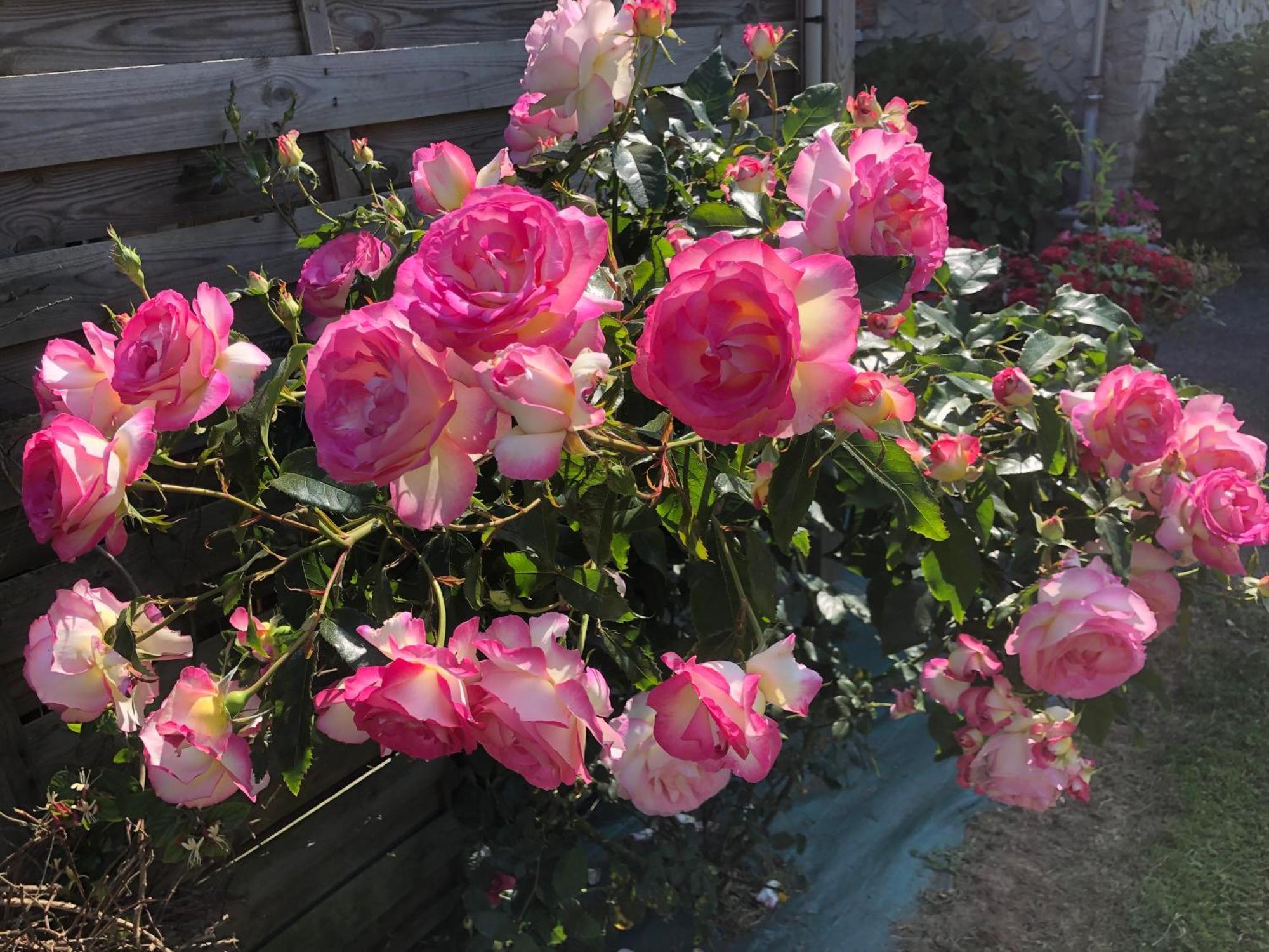 Les Hortensias Acomodação com café da manhã Grand-Fougeray Exterior foto